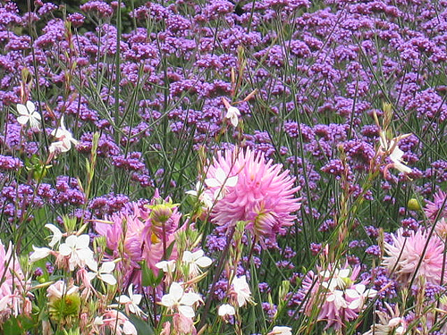 Beautiful complementary colours scheme for meadow planting plan