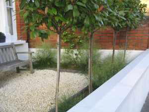 Formal planting within a low maintenance garden