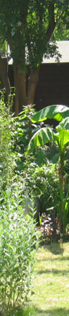 Garden maintenance and planting to keep your garden looking its best
