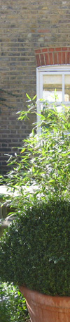 Glimpse of patio planting and living bamboo screen - part of a full garden redesign