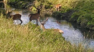 deer in richmond park