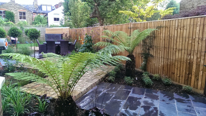 tree ferns in this planting design 