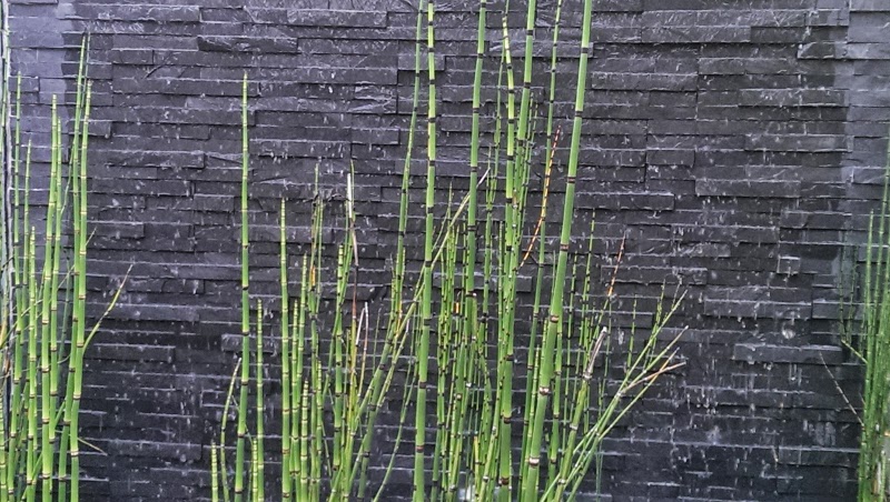equisetum hyemale planted infront of slate