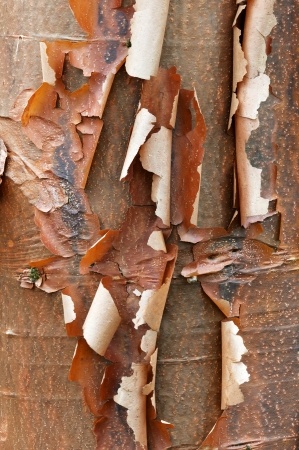 winter bark on acer griseum